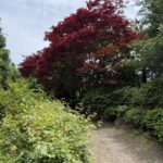 IMG_6436