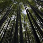 floresta bambu